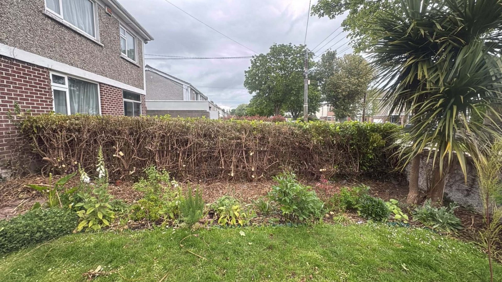 Front garden with bare, dying hedge along the boundary