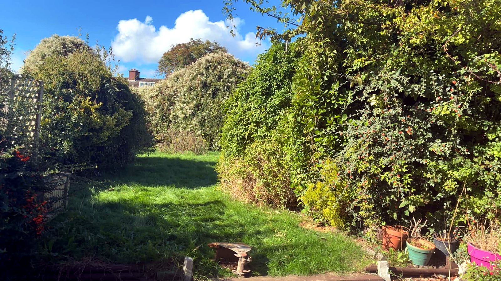 Long back garden closed in by overgrown shrubs and hedging