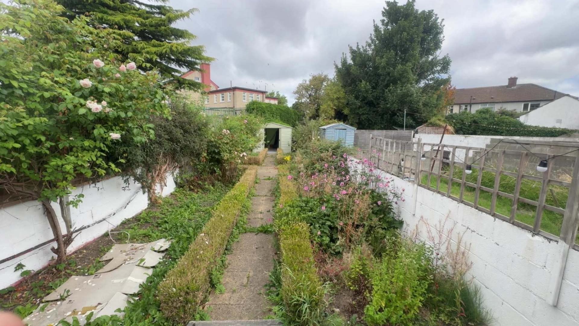 Long back garden completely overgrown with weeds, brambles and self-seeded beds either side of a buried path