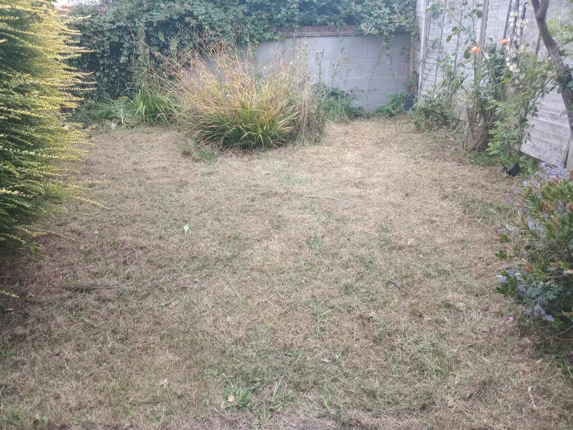 Same back lawn cut down short and cleared of weeds and cuttings