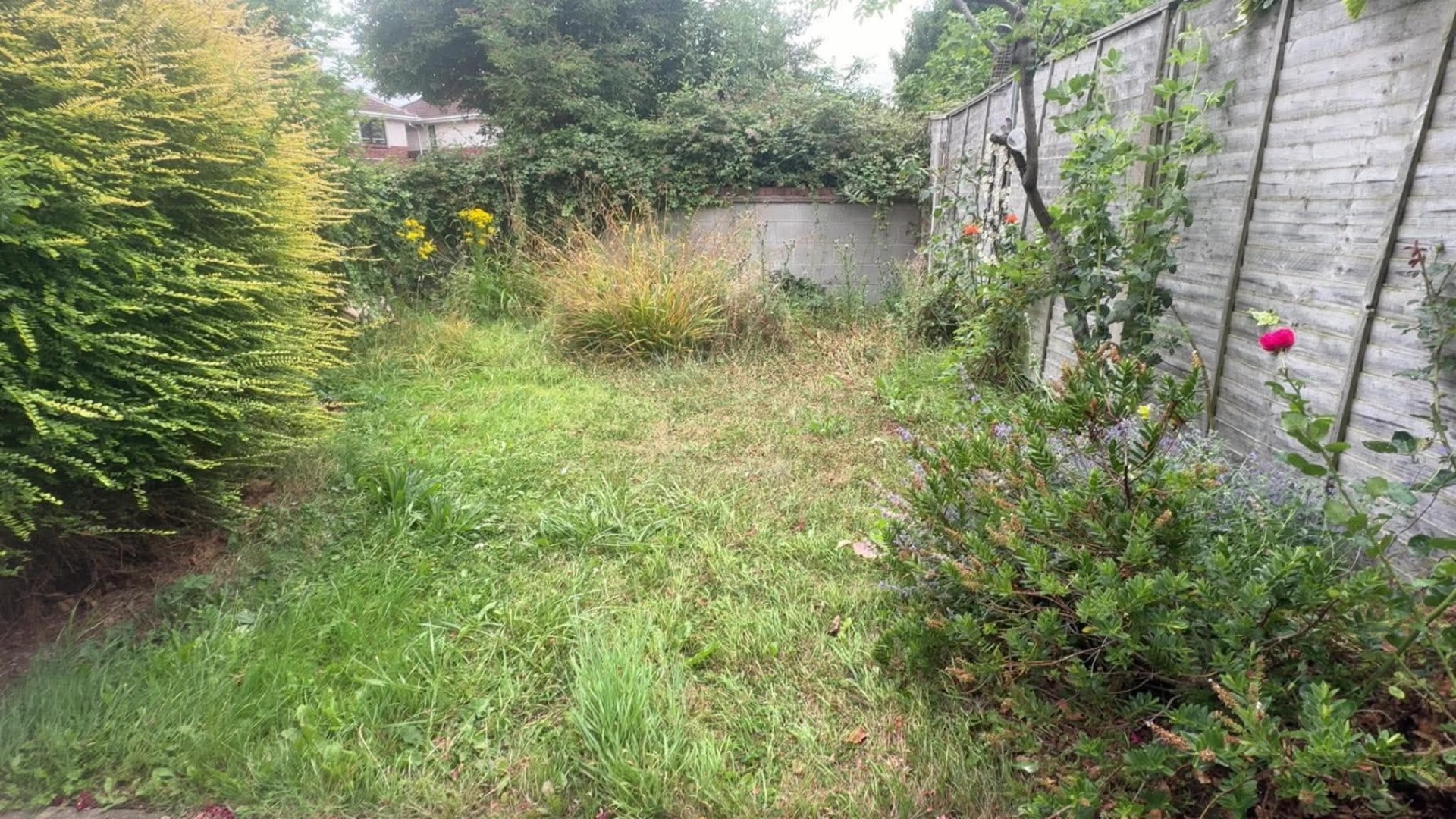 Overgrown back lawn with long grass and weeds against a timber fence