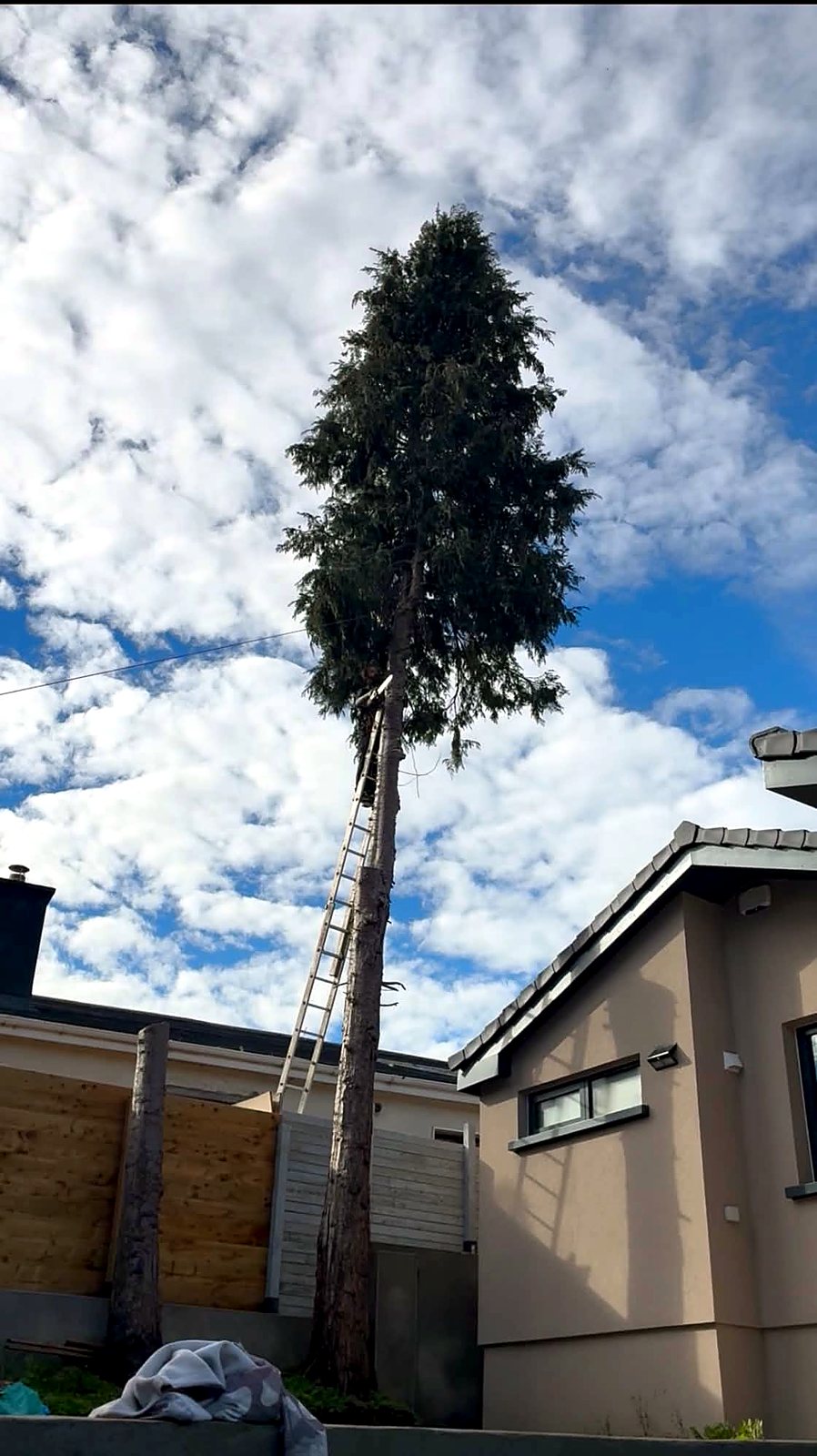 Tall conifer tree towering over a back garden beside a house