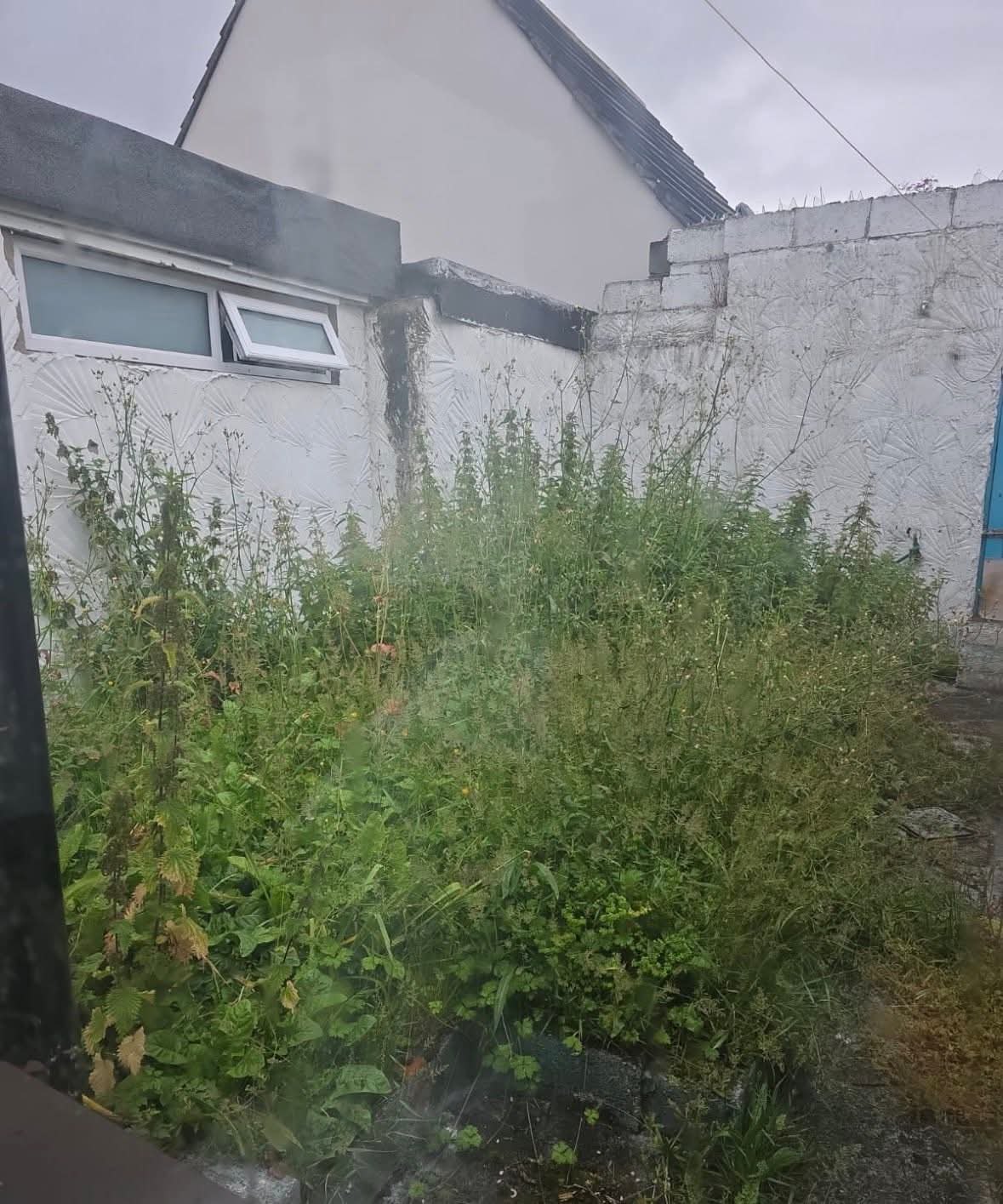 Severely overgrown back yard full of weeds before clearance