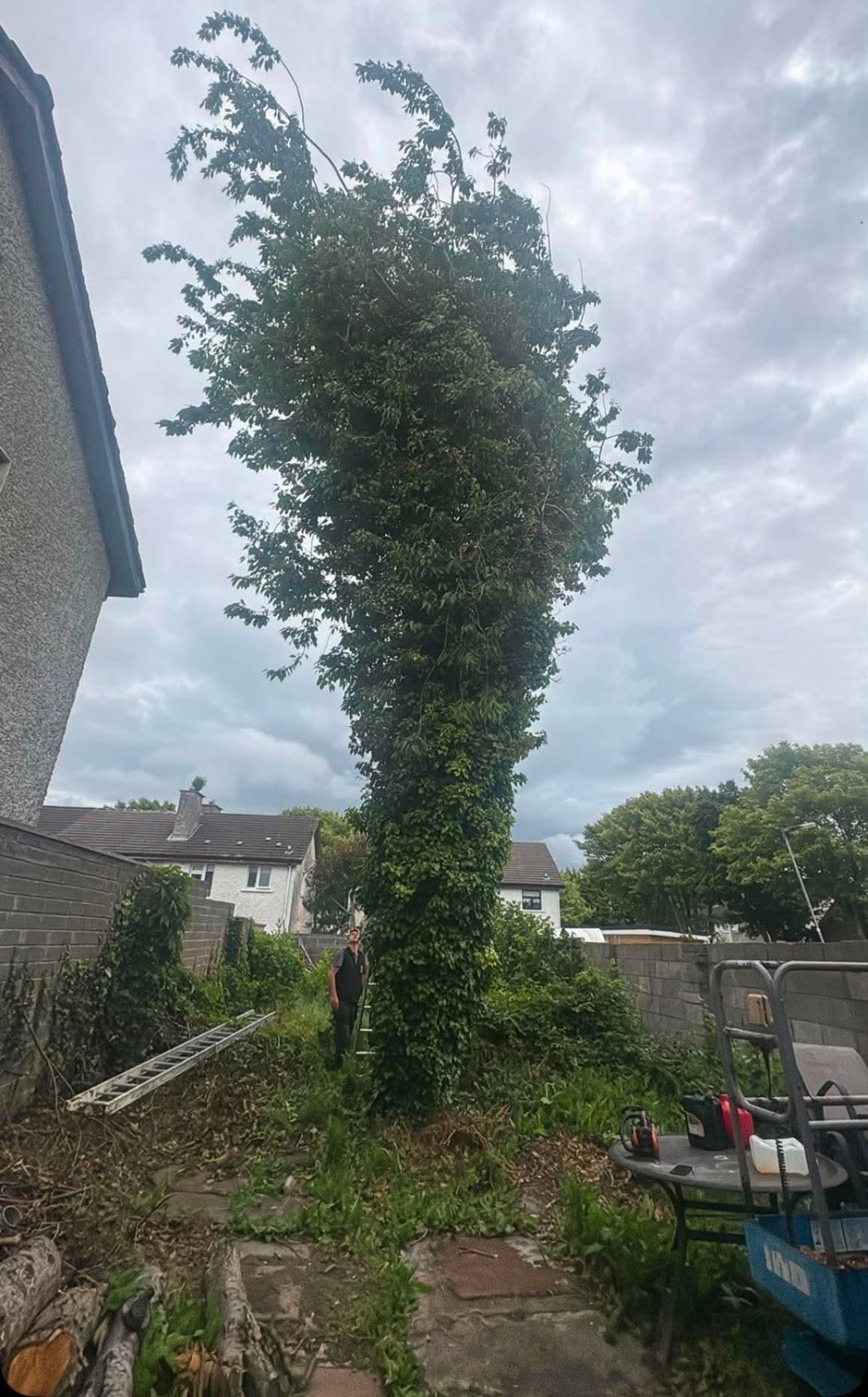 Very tall ivy-covered tree towering over a small back garden before removal