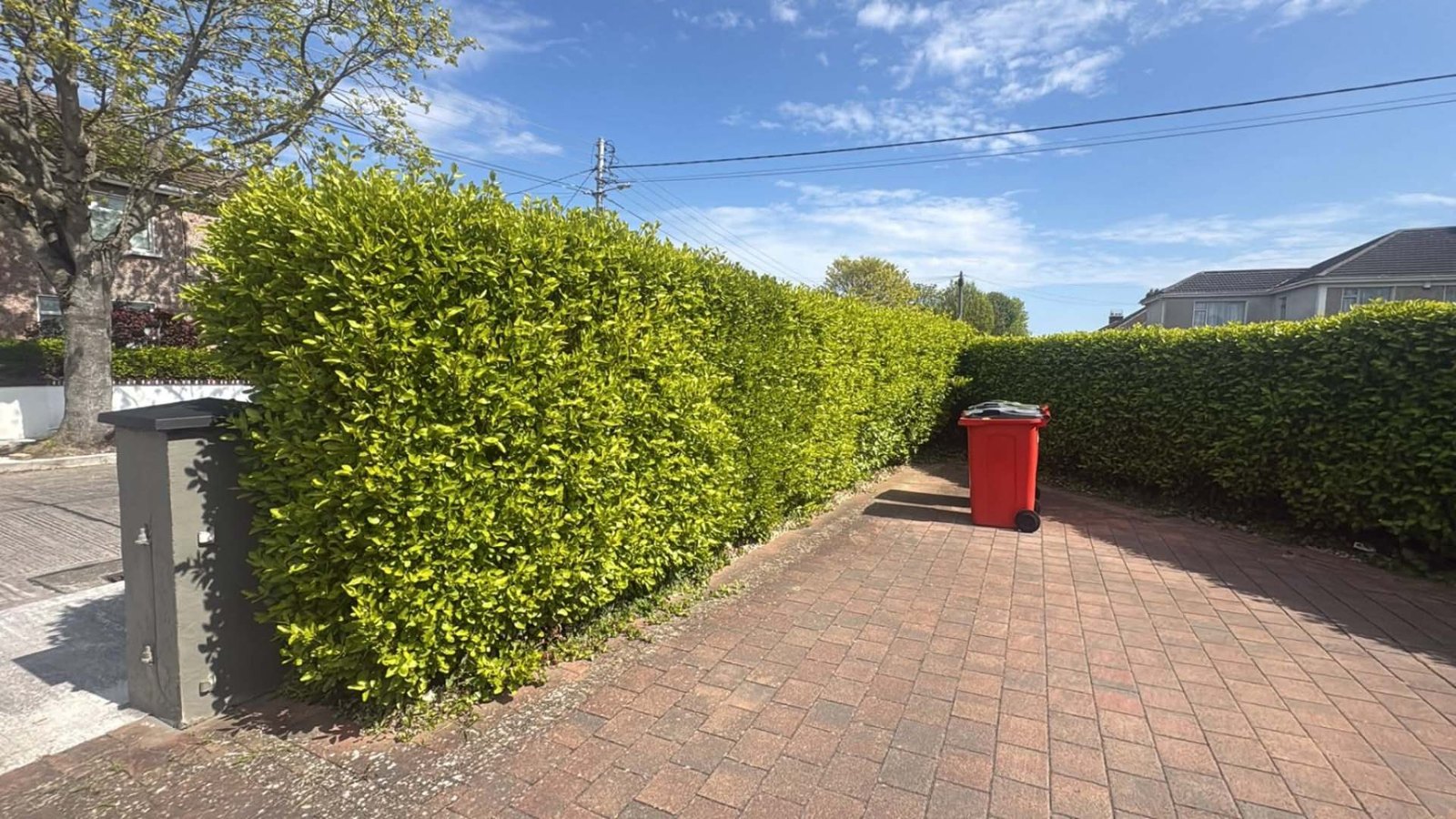 Overgrown bushy front hedge before trimming